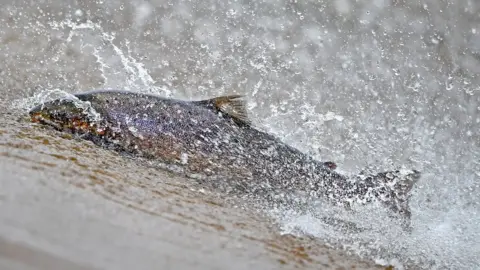 Getty Images Salmon