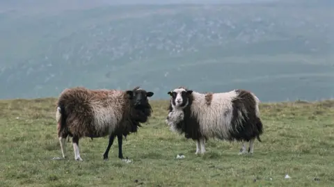 Two Shetland sheep grazing on a green pasture. They have a thick wool of gray, white, black and brown colour. They are looking at the camera.