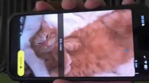 Angry Ginge A ginger cat laying on a bed.