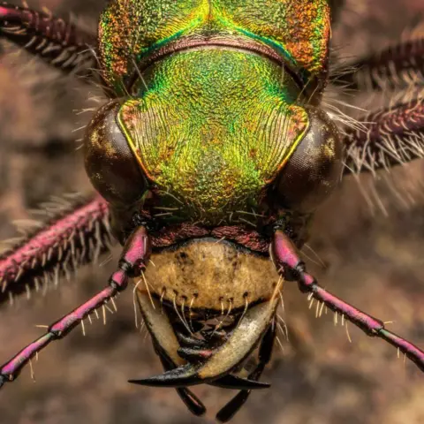 Jimmy Reid A tiger beetle found at Saulton Big Wood.