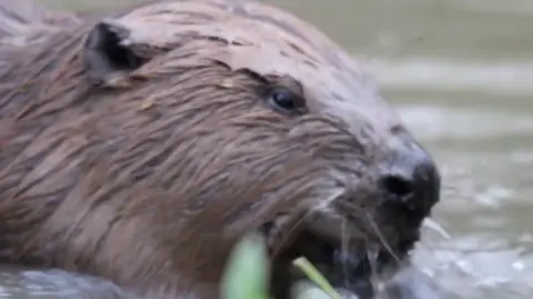 Ealing Beaver Project Beaver feeding on green shoot