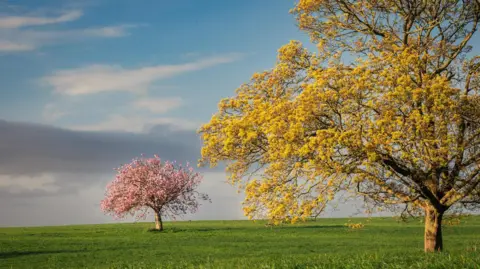 BBC Weather Water Hang Ross Trees thick with blossoms - one yellow and one is pink - the trees are yellow and pink