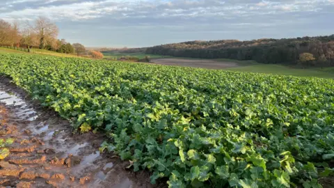 A field of oil seed rape crops sretching down the hill into the distance. The crop is growing well, with healthy green leaves in evidence. 