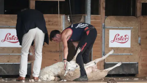 Matt Keeble/PA Wire Sheep shearing during the Royal Cornwall Show. A man is holding a sheep which is laying on the ground. Another man is watching to judge the attempt.
