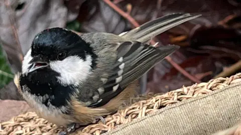A close-up of a bird with its beak slightly open as it sits on what appears to be the side of a chair with rattan, woven fabric. The bird has a mainly black head and neck with two streaks of white. The rest of its body ranges from grey green to black and white.
