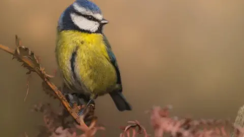 A blue tit with a yellow breast of feathers and blue, white and black markings on its head, looks to the right of the frame while perched on a branch.