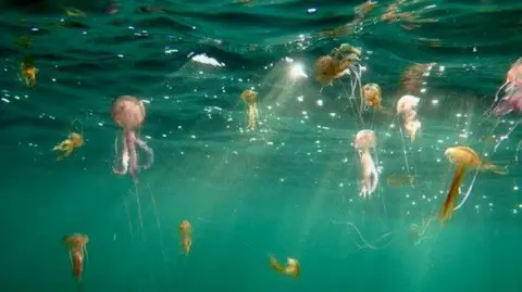 David Hamilton  mauve stinger jellyfish 