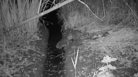 Black and white image of two baby beavers heading for a ditch filled with water.
The area either side of the ditch is covered with large shards of straw-like material.
