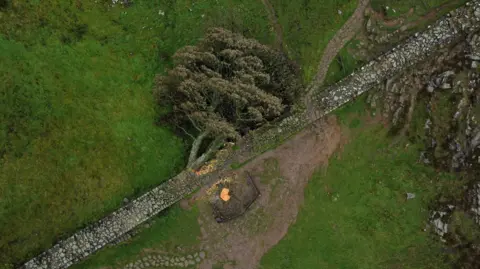 ADAM VAUGHAN/EPA-EFE/REX/Shutterstock Aerial view looking straight down on the tree, lying on its side across an old stone wall. The to of the stump is clearly visible, appearing bright and orange against the brown, grey and green of the surrounding dirt, grass and wall