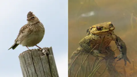 Jason Kernohan A composite image of a skylark, a bird with a light- and dark-brown plumage, and a toad in a pool of water. The toad appears to be standing on the bottom of the pool on its hind legs.