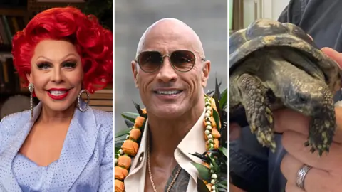 A composite image of La Voix, The Rock and a tortoise