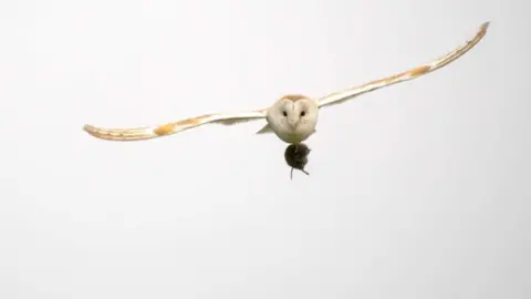 National Trust Images Barry Edwards Barn owl in flight with prey over Churchill near Arlington Court. It's wings are spread and it is carrying a vole.