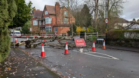 A tree is lying across a residential road with red brick houses in the background. It is surrounded by orange cones and a red sign that says road closed.