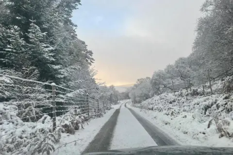 Jackie O'Brien Tyre tracks on a snowy road. Snow also covers vegetation and trees along the side of the road.