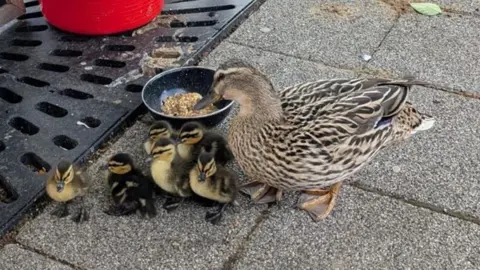 Duck and ducklings