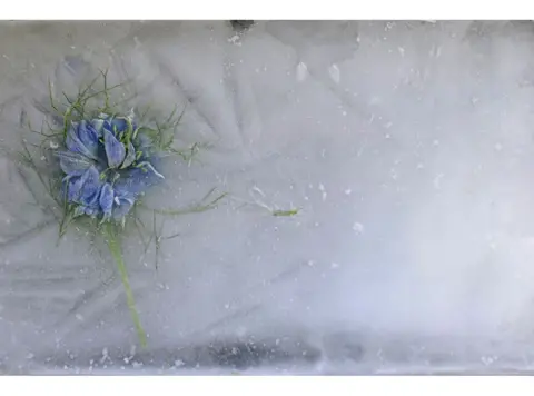 Jude Wall A frozen cornflower from a grave 