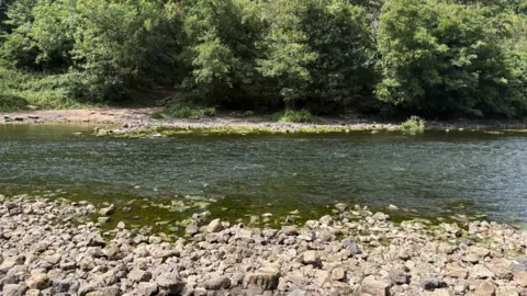 Rocks are at the bottom of the image, with the river in the middle and trees at the top.