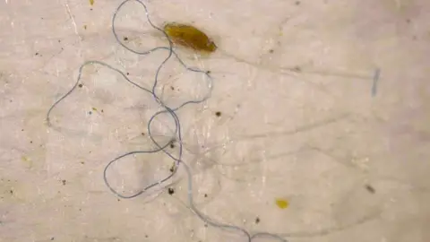 University of Sussex Nylon ingested by a beetle