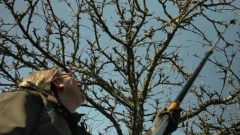 BBC A woman with a long tree pruner and a tree behind.