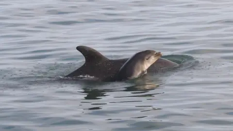 Katrin Lohrengel/Sea Watch Foundation Dolphins Tallie and Summer