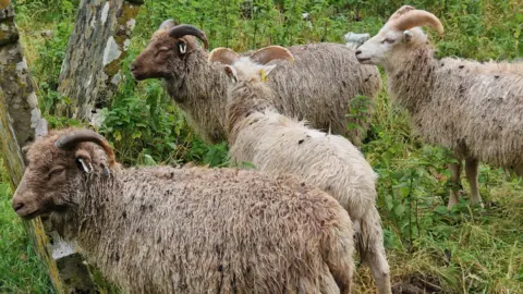 Four Ronaldsey sheep in a patch of grass near a wooden fence. The sheep have long shaggy coats, in a mixture of cream, beige and brown and two slightly curved horns on their heads