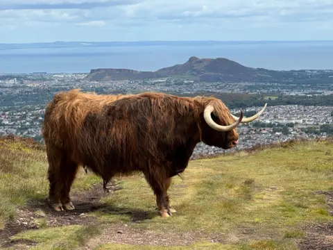 John Christie The Highland cow has two huge horns and a ginger shaggy coat. In the background is Arthur's Seat and the city.