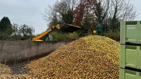 A mechanical digger next to a large pile of yellow and red apples. The pile is next to a concrete wall and a man with his back to us, wearing green overalls, walks over the top of the pile carrying a bucket. The digger bucket hangs over the concrete wall with the rest of the digger behind it.