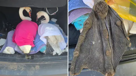 South Essex Wildlife Hospital Side-by-side pictures. On the left are two swans in the boot of a car, wrapped up in blankets. On the right is a close-up of a swan's foot that is dry and cracked with a swollen heel.