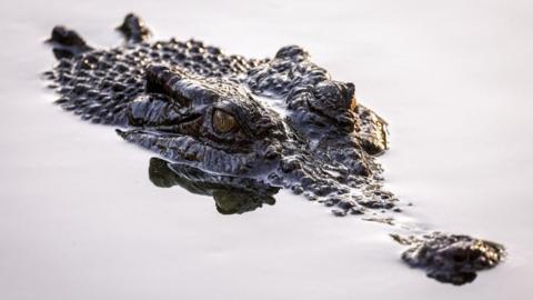 A saltwater crocodile in the water