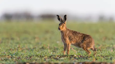 A side shot of a hare standing in a grass field. It is looking to the left of the camera.