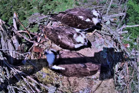 FLS Three ospreys in a mossy nest made of twigs and branches sit comfortably together with two of them standing while one sits to incubate the eggs underneath it