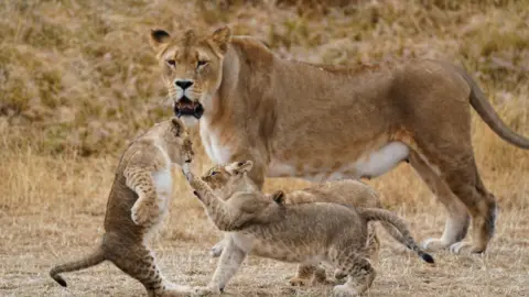 Three lion cubs play together in the grass as a large lioness looks on.