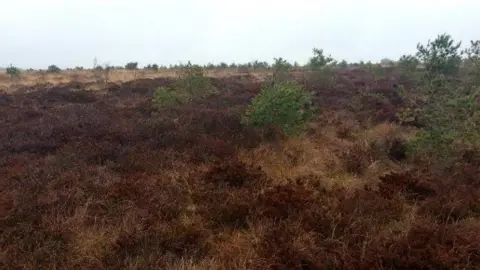 Cumberland Council Shrubs at the Solway and Duddon Mosses