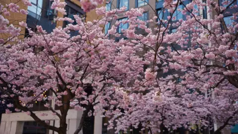 A cherry blossom tree with office block behind