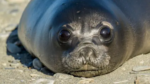Close-up of a southern elephant seal pup on a beach