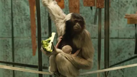 Twycross Zoo A pileated gibbon holding its baby and a piece of broccoli