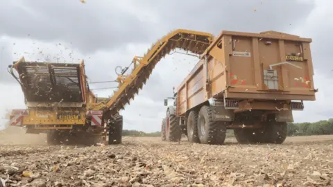 Jamie Niblock/BBC A tractor harvests onions in a field and is moving away from the camera. A tractor with a trailer on the back follows alongside to collect the crop. 