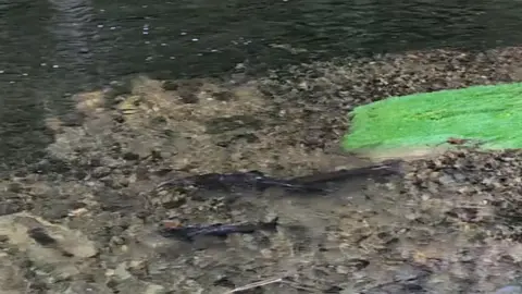 West Cumbria Rivers Trust A fast flowing shallow stretch of river with green reeds flowing eastwards. There are three black Atlantic Salmon swimming against the mainstream.