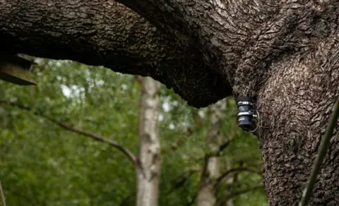Ben Andrew/RSPB Monitoring equipment on trunk of Major Oak