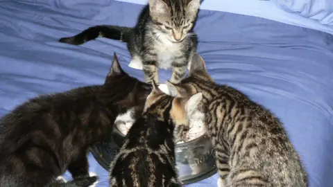 Kittens eating from a silver food  bowl