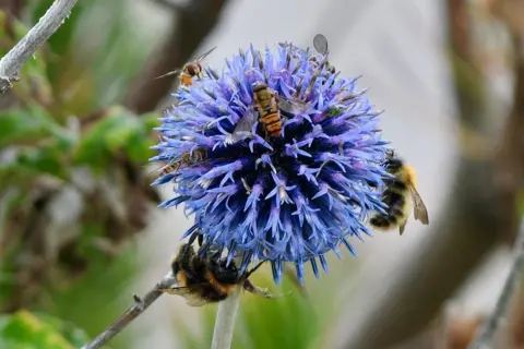 Hazel Thomson  Echinops flower with bees