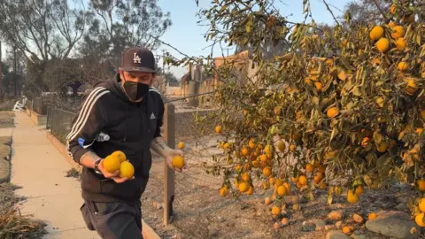 Darwin collects lemons to replant them