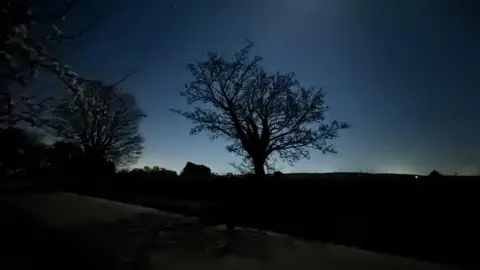 Rachel G Trees against a night sky in a field.