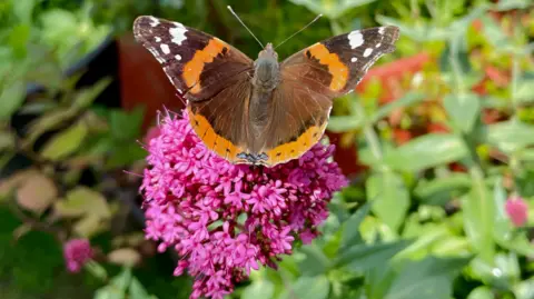 Logan Brown Close up photograph of a red admiral butterfly on a pink flower.