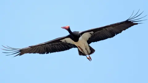 Light blue sky with a black bird with its wings out. It has a red face and beak and its belly is white.