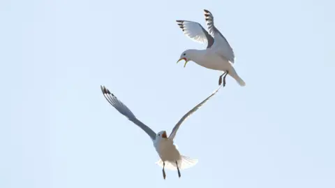 Getty Images Two kittiwakes fighting in mid-air
