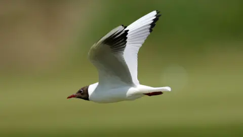 Getty Images The gull is in flight over a green space. The bird has a black head and a white body and wings.