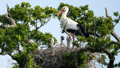 Getty Images A White Stork tends to chicks in a nest in May 2020 in West Sussex.
