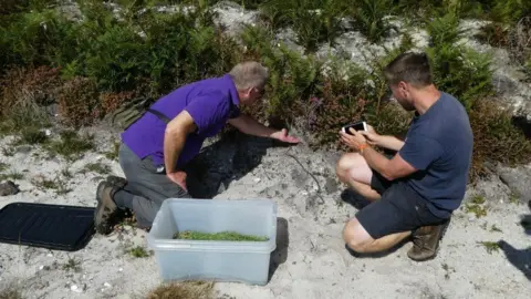 DWT Sand lizards being released