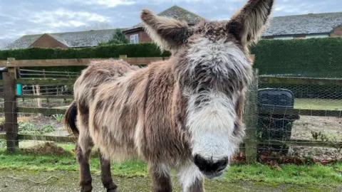 Brown and white donkey in an enclosure looking into the camera lens